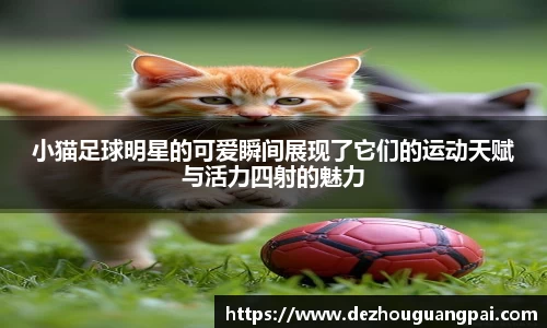 小猫足球明星的可爱瞬间展现了它们的运动天赋与活力四射的魅力